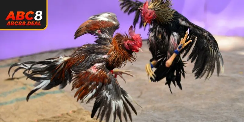 Các loại kèo có mặt tại đá gà ABC8