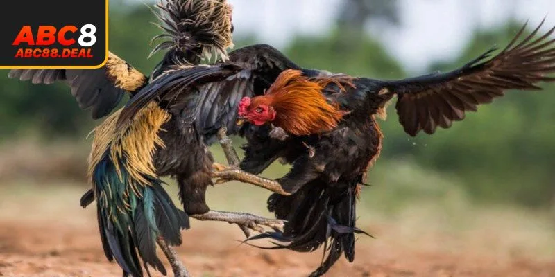 Các thể loại đá gà đặc sắc tại ABC8