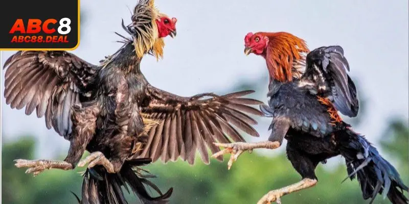 Nhà cung cấp uy tín đẳng cấp tại Đá gà ABC8