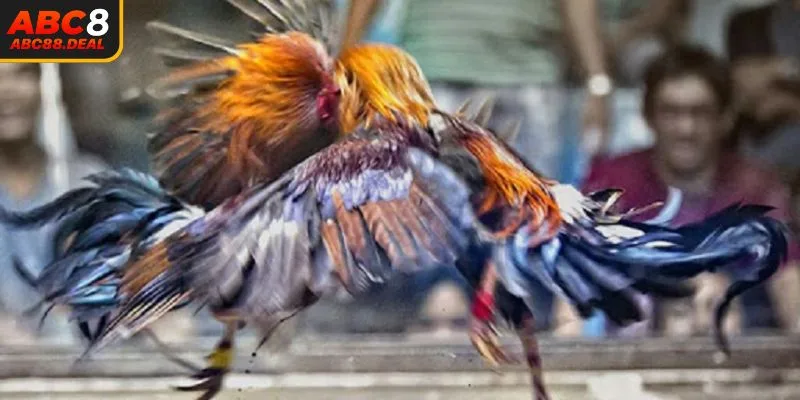 Chiến thuật cược đá gà Thomo tăng tỷ lệ thắng