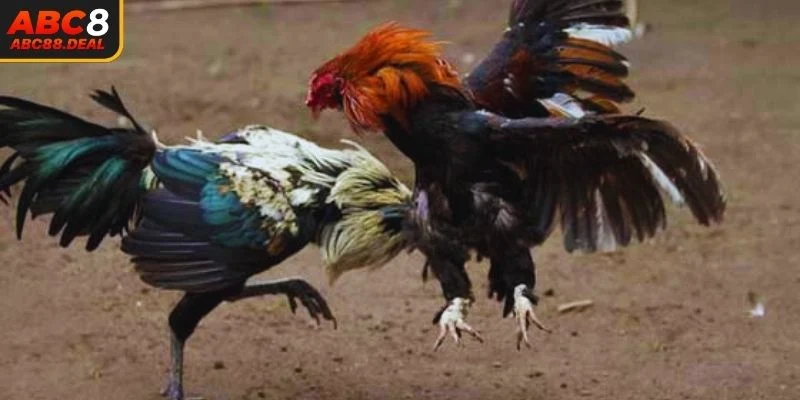 Chọi kê cựa dao luôn tạo nên những màn đấu mãn nhãn