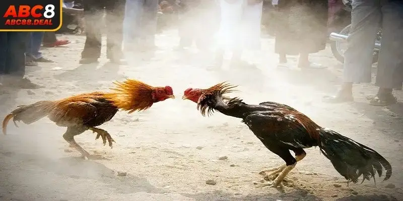 Đa dạng cửa đặt cược mà bạn có thể lựa chọn