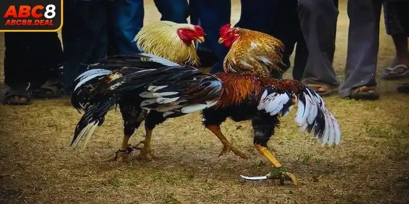 Ưu tiên chọn những chú kê khỏe mạnh để đặt tiền