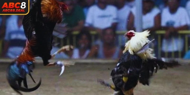 Hiểu rõ về nguồn gốc của thể thức đá gà cựa dao