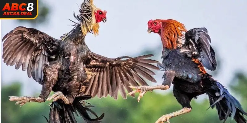 Mẹo quản lý tài chính khi cá cược đá gà