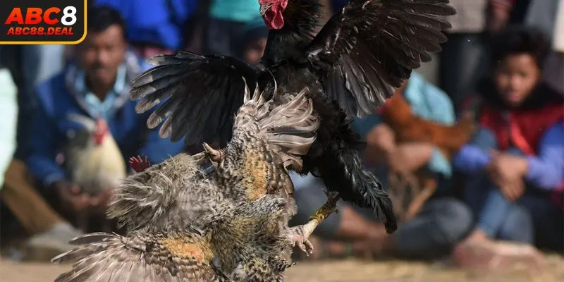 Ưu điểm của hình thức đấu kê Thomo hấp dẫn